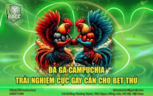 Đá Gà Campuchia - Trải nghiệm cực gay cấn cho bet thủ 1 Đá gà Campuchia – Trải nghiệm cực gay cấn cho bet thủ